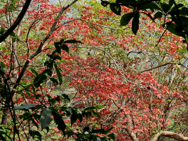 ��Ҷ����