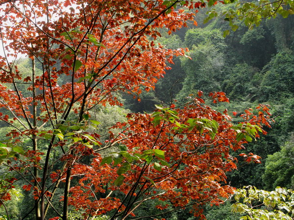 ��Ҷ����