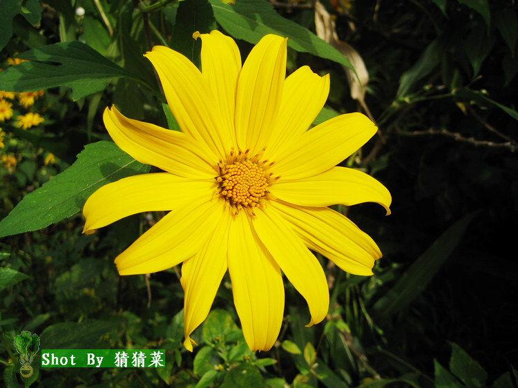 ��η������ʢ��