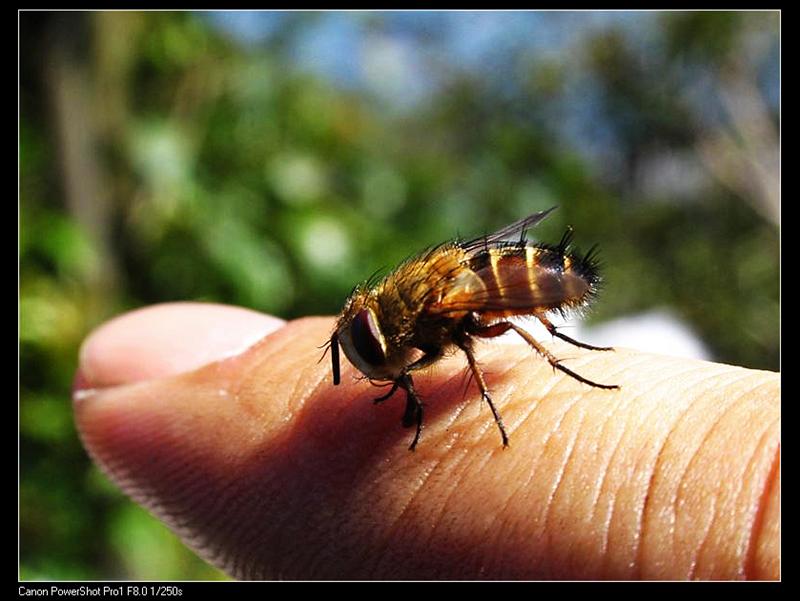 IMG_7181 (��) (��).JPG