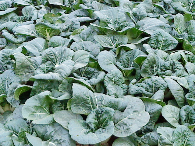 ������ũ��С�ײ�