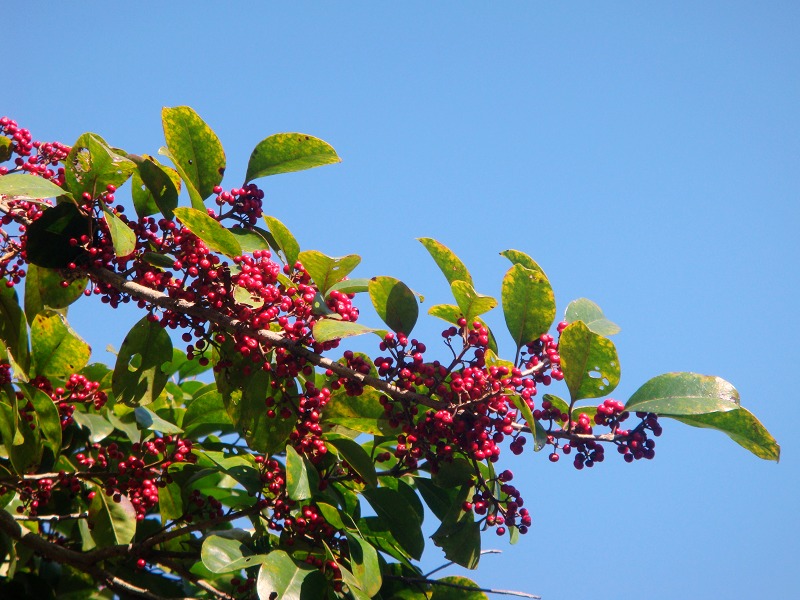 ��֪����Ұ��