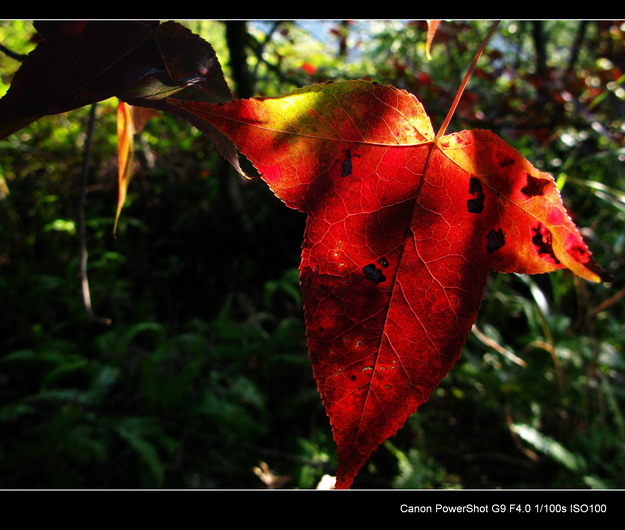 ����ɽ���㾰�续