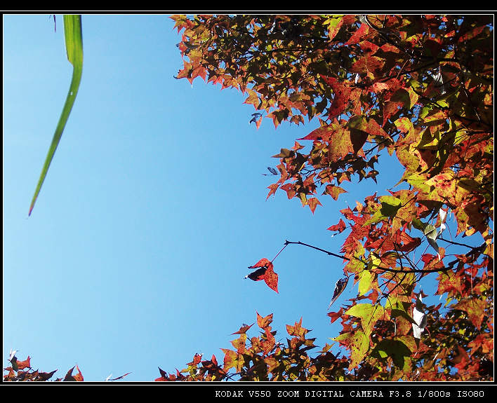 �·�����ɽ��Ҷ4 050.jpg