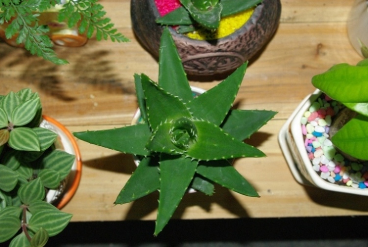 ��ϲ������������צ�Ļ�����