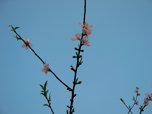 ����һ�š�