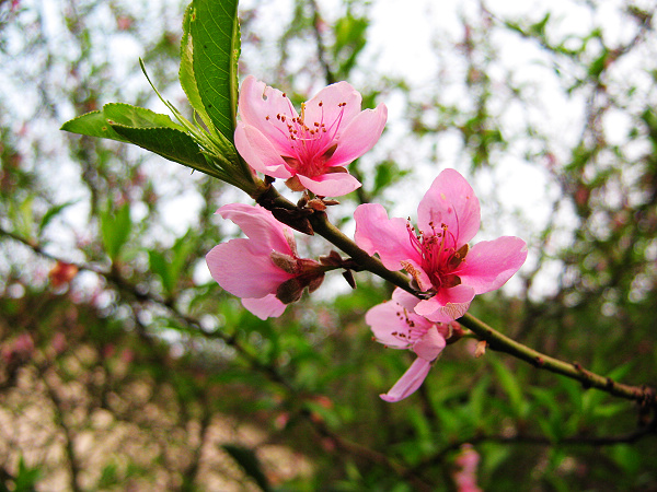 ������д��