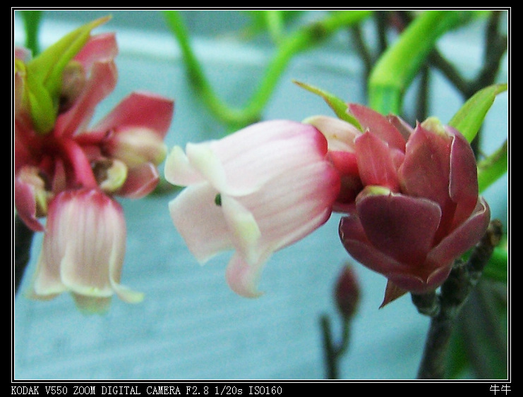 ���ӻ� ��Ӱ��Ȥ.jpg