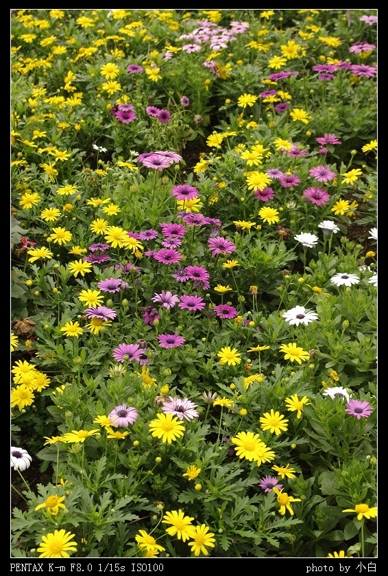 �����ƽ�