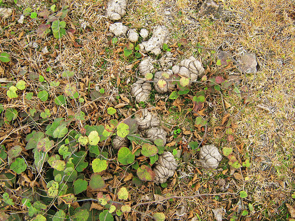 ��ɽ����û������ţ��ţ��ȴ��������ţ��ţ��