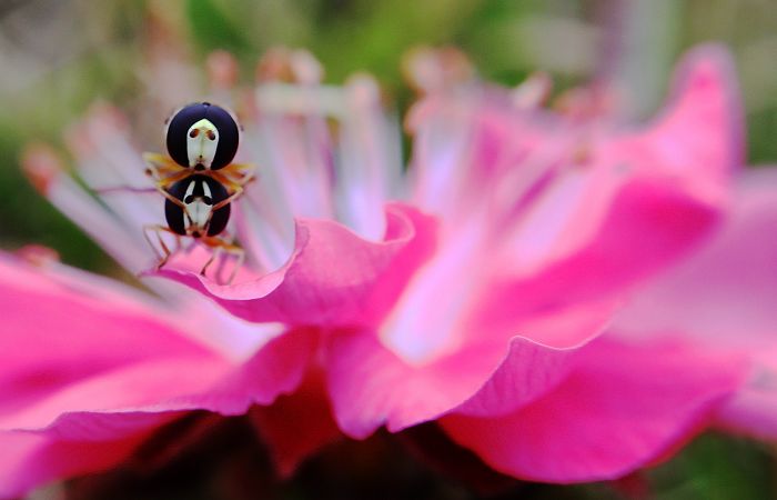 ������Զ