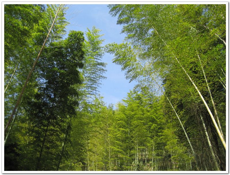 ��Щ���������Ǿ���ɽ�ϵ����ӣ�