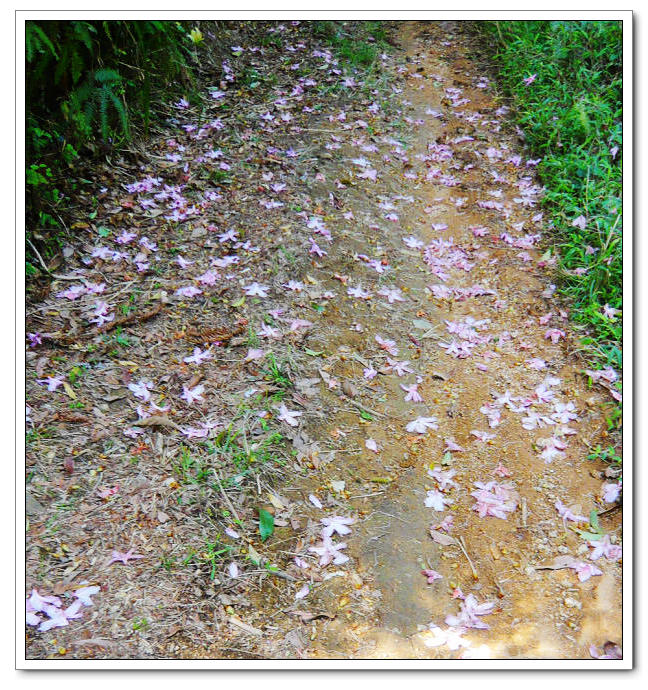 �����Σ�������Ӣ��