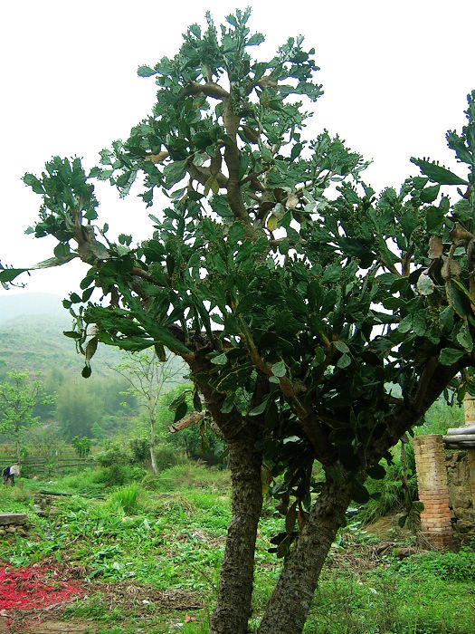 �޴�������ơ�