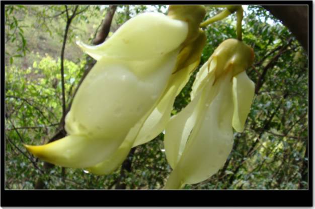 ��������ȸ��