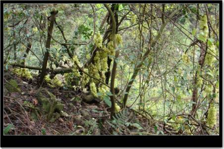 ��ȸ������ȫ�Ҹ�