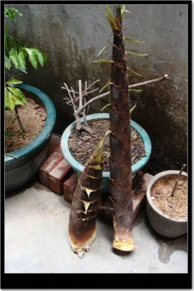 TX���ڵ�����