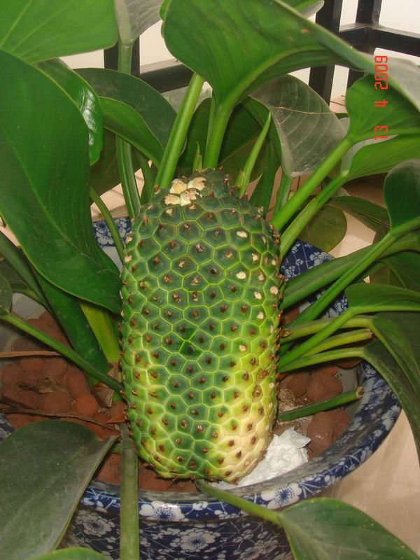 ��ת DSC03526.JPG