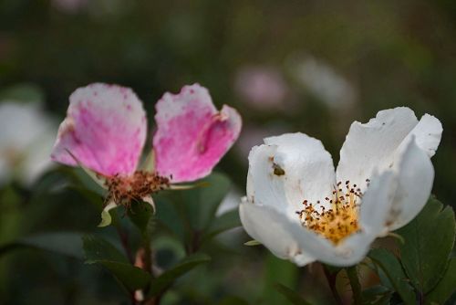 ��л��ɽõ��