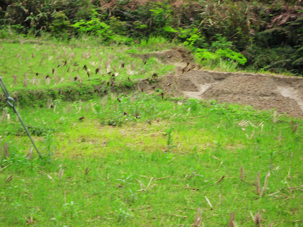 ��Щ����������С��