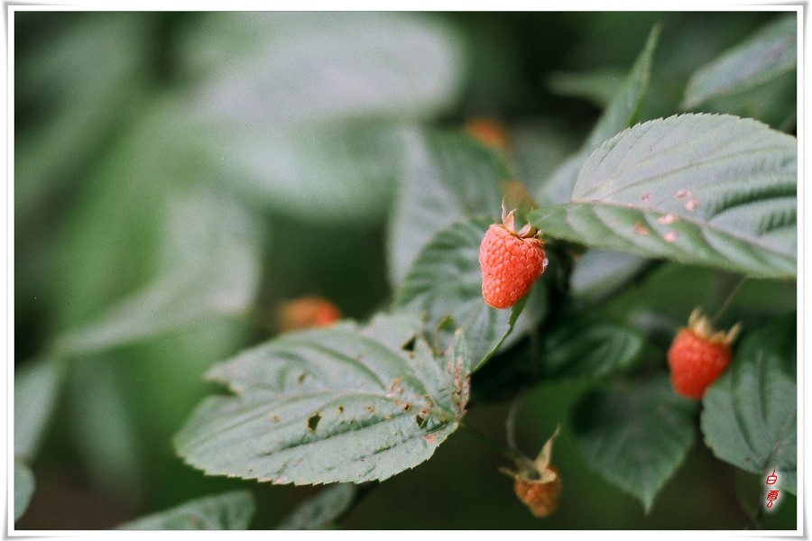 ��֪���ǽ�ʲô���е����ݮ