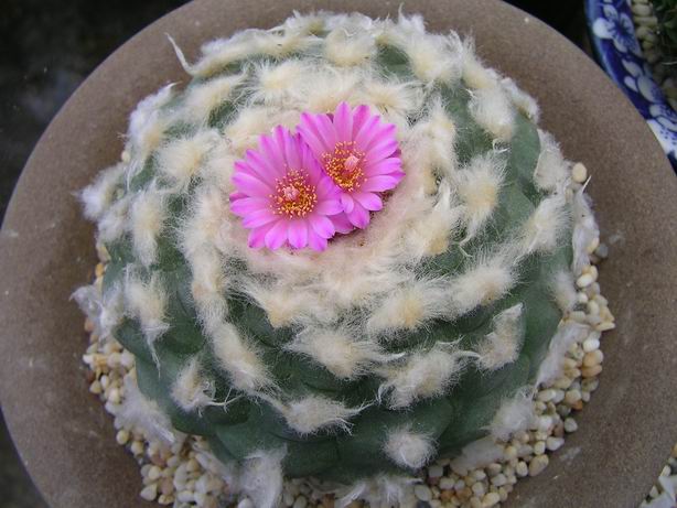 û���ݵ�������������