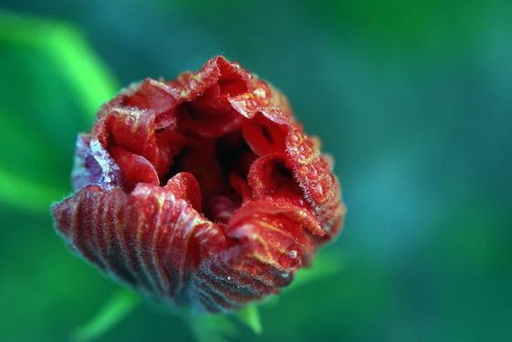 �Ͷ�֦������