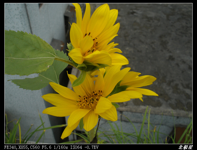 �е�ƣ��е�ɫ��