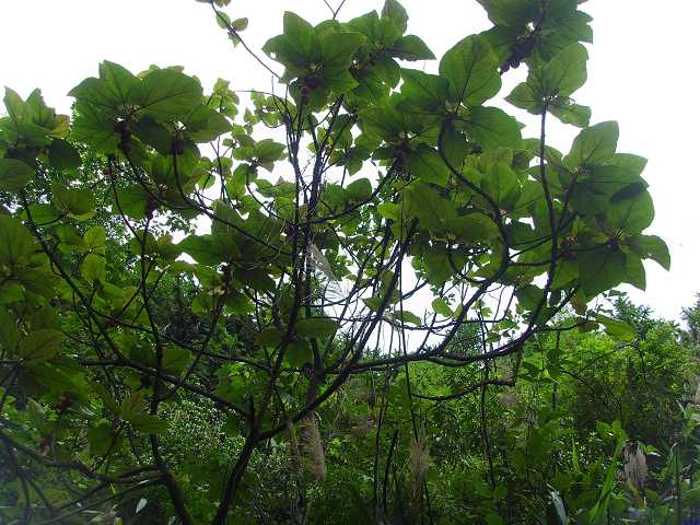 ��ʶ��,��֪��ʲô