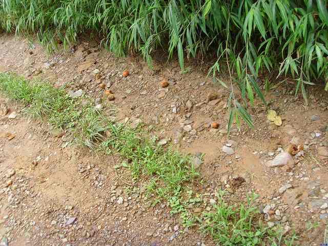 ��������Ұ��