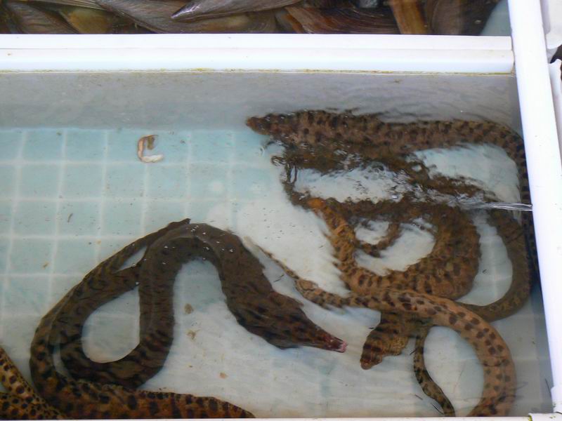 ��������ĳ���