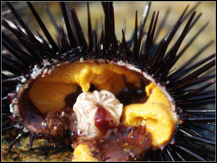 ������Щ�ƵĶ����ɣ����ǳԻƶ���