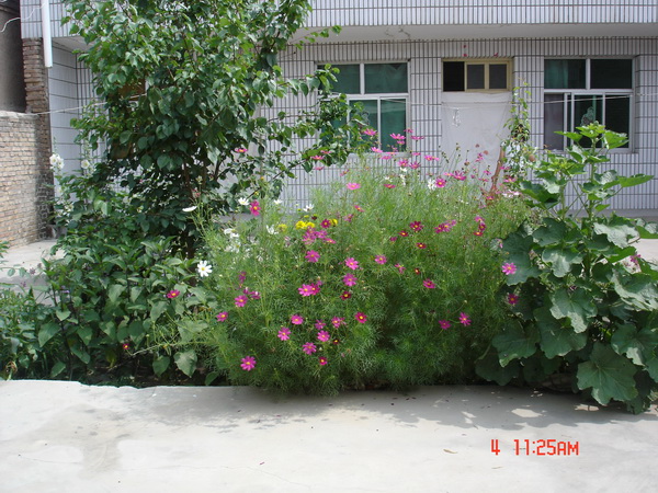 ������ҵĻ�԰