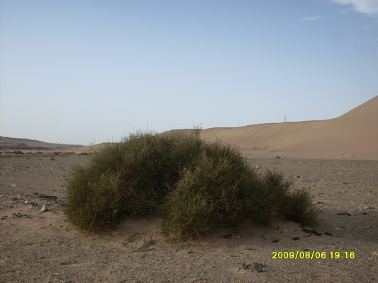 �����˺ü����˵�ֲ�ֻ����ʮ���׸ߣ���û����ˮ�Ļ���Ҳֻʣ�°׹�һ���ˡ�