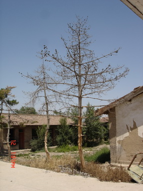 ���ž�У�ᣬ��ľû���˹�ˮ�Ͷ����ˡ�