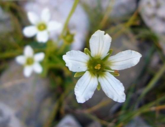 ������С С�׻�.jpg