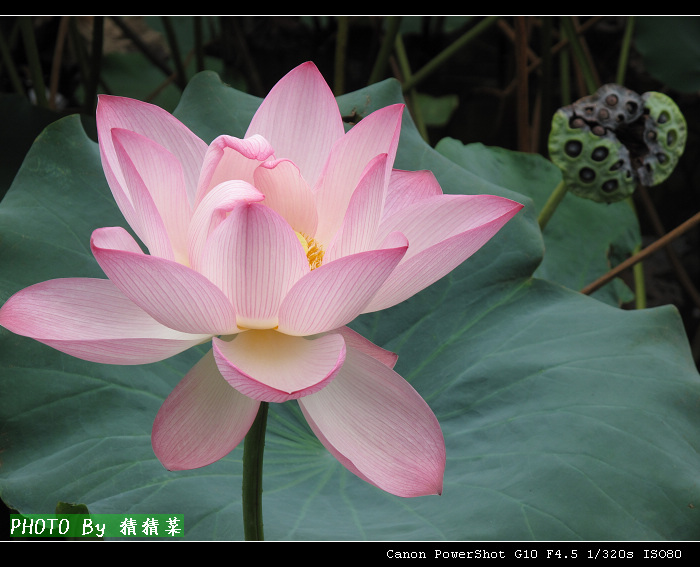 ����̫��