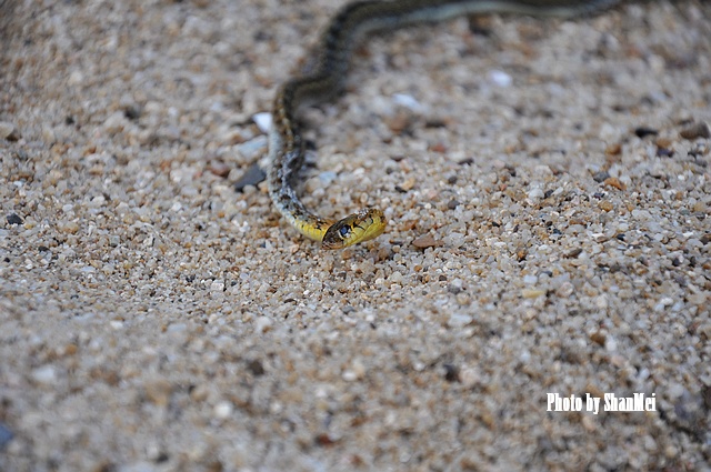 �������ţ������������ߣ�