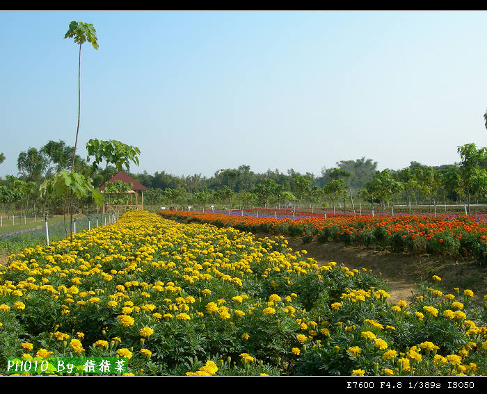 ������ɵĲʴ�