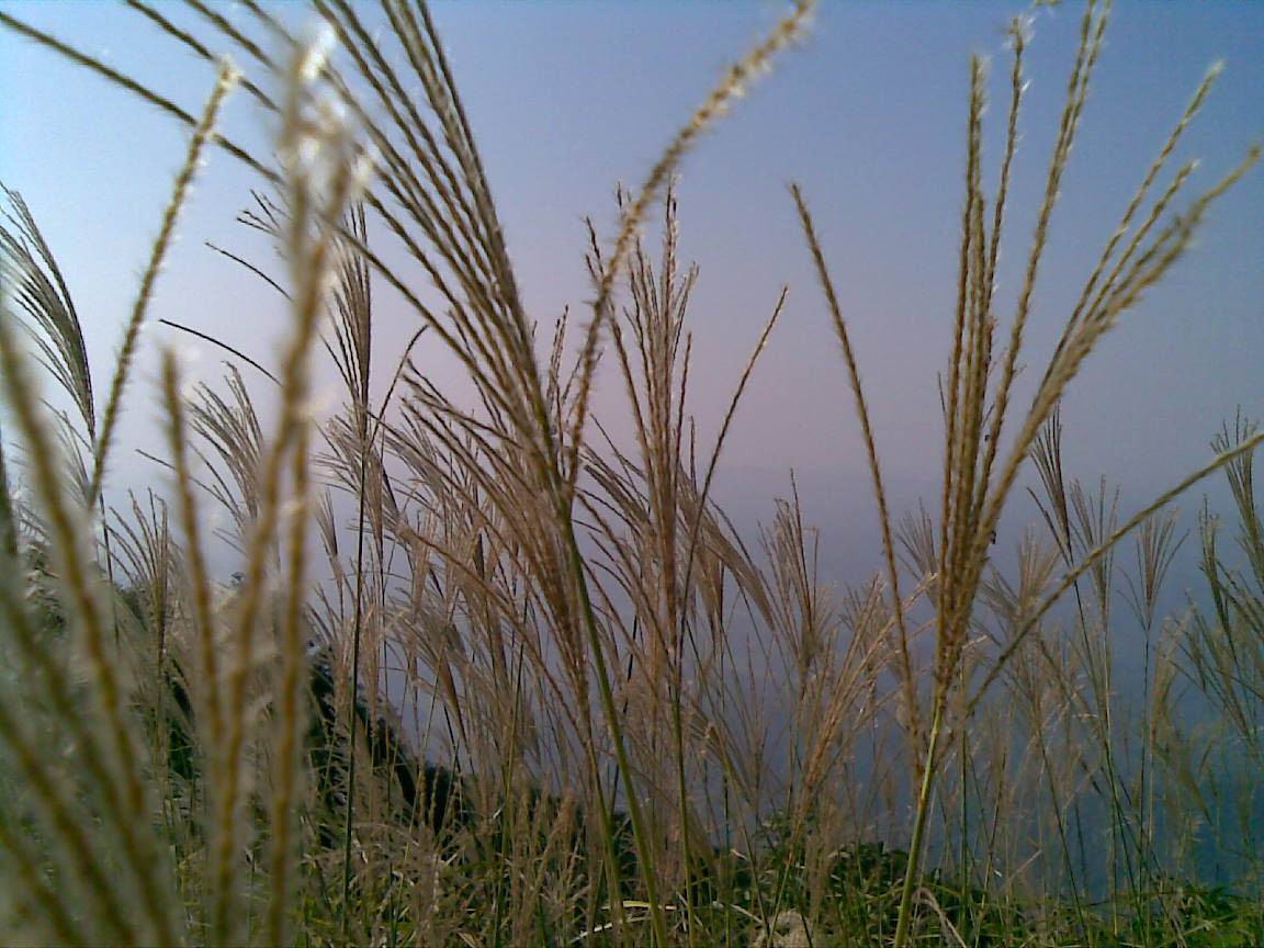 ����ɽ��