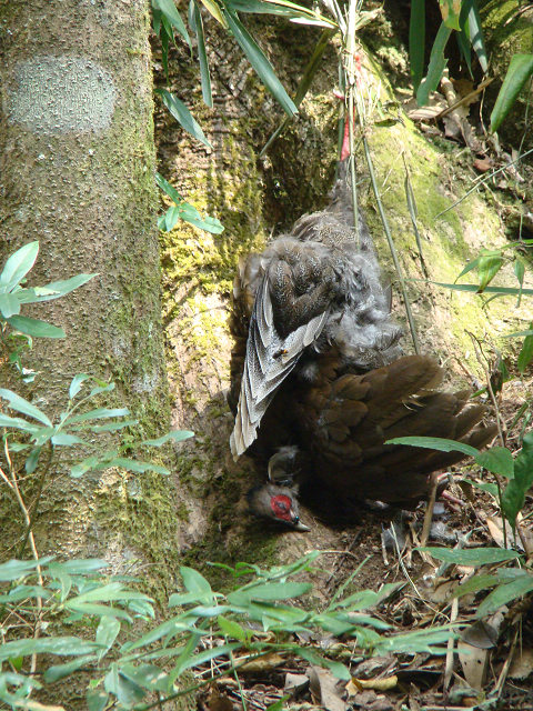 ɽ�������ˣ�ɽ�������군��