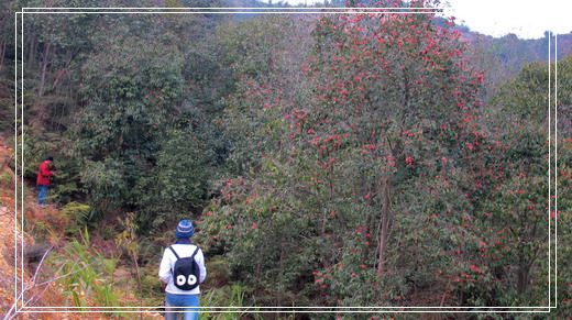 �������е�ɽ�軨���� (10).jpg