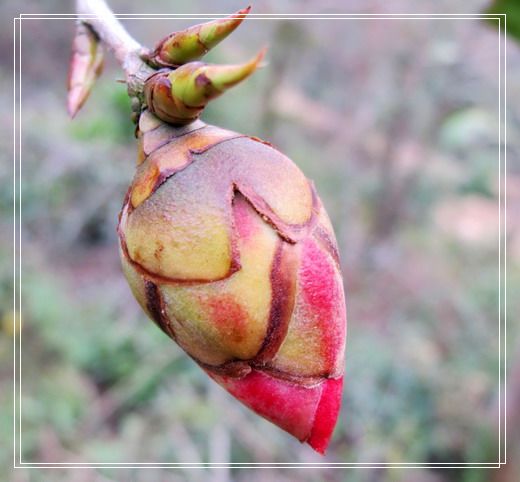 �������е�ɽ�軨���� (28).jpg