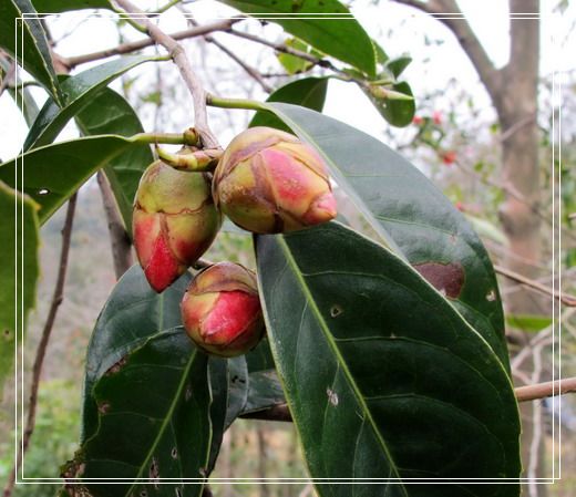 �������е�ɽ�軨���� (27).jpg