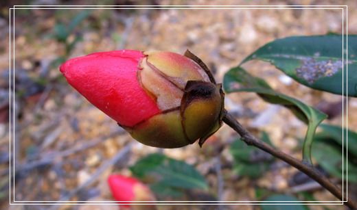 �������е�ɽ�軨���� (43).jpg