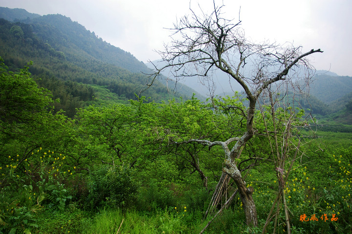 ��ֱ�ǻ�����