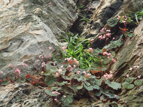 ɽ���У����Ǿ������ţ�����ɽ�ȶ���һƬ��������