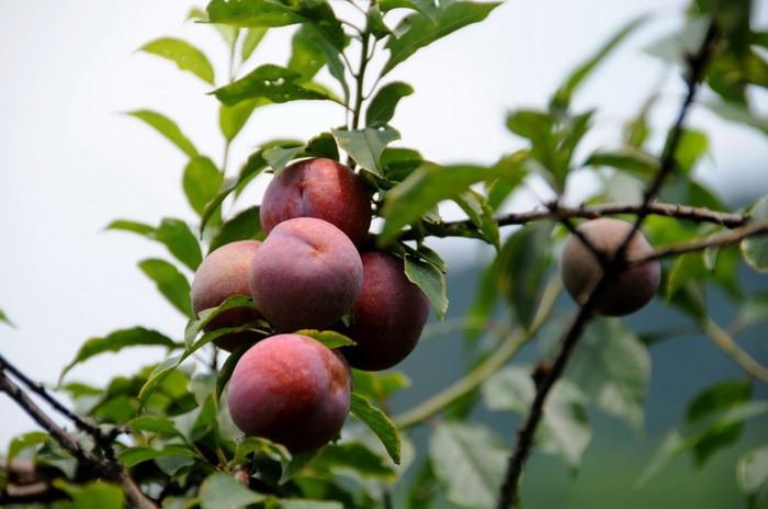 ��͸�����