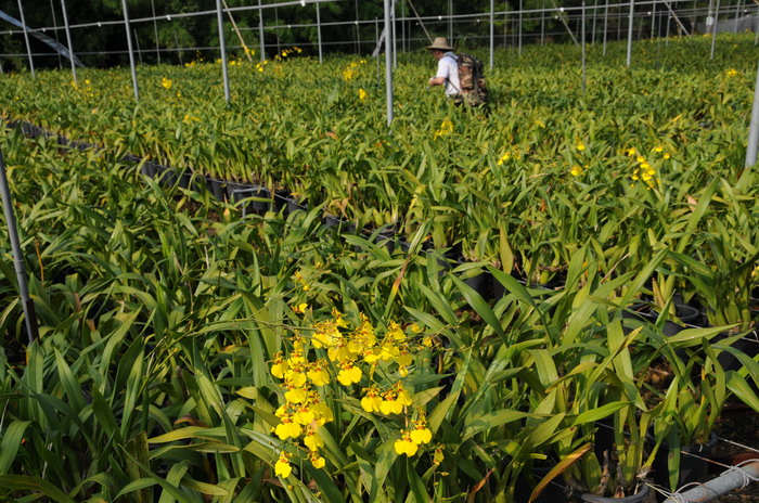 ��ɽ����