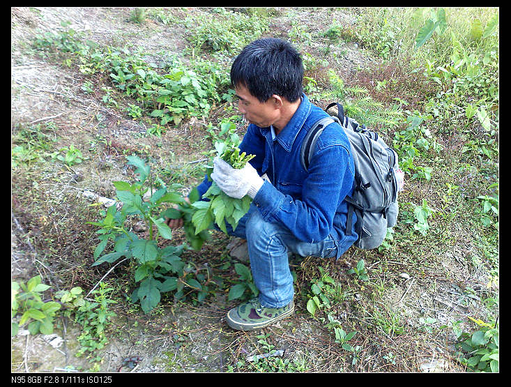 ����Ϊ���ǲ�ժҰ��